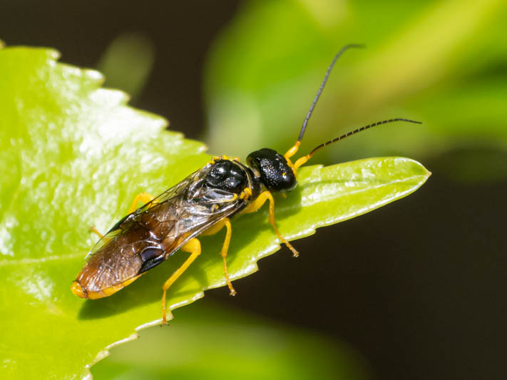 Neurotoma saltuum (Social Pear Sawfly).jpg